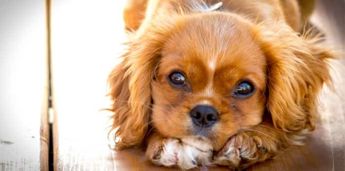 Sunset portrait of a King Charles Cavalier puppy. / Shutterstock