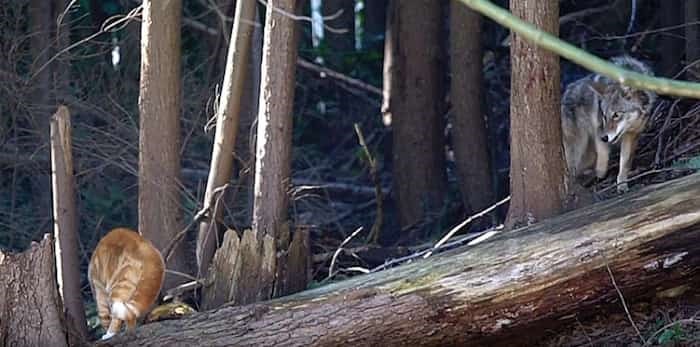  A Lynn Valley neighbourhood cat stares down a coyote in North Vancouver. photo supplied, Norm Lee