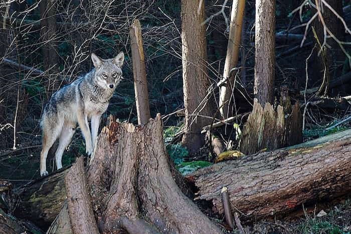  A coyote in North Vancouver. photo supplied, Norm Lee