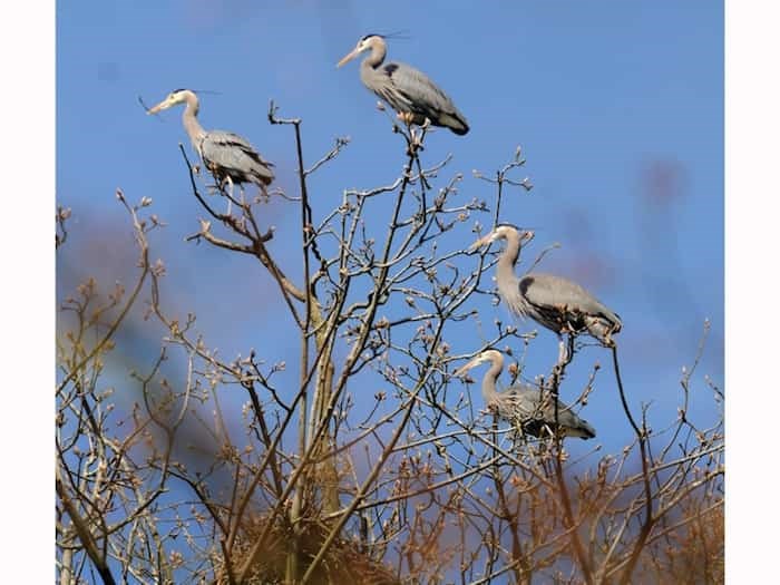  The resident long-legged Pacific Great Blue heron colony started returning to Stanley Park this week. Vancouver Park Board’s Heron Cam gives the public an up close and personal view of 40 nests until the end of breeding season in August. Photo Dan Toulgoet