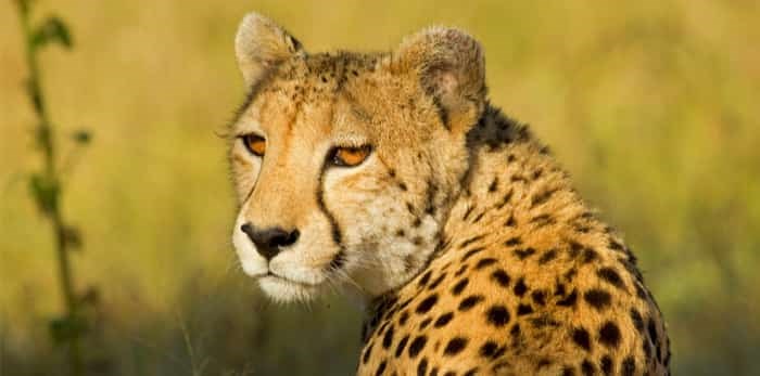  Cheetah in the African Bush and Game Reserves / Shutterstock