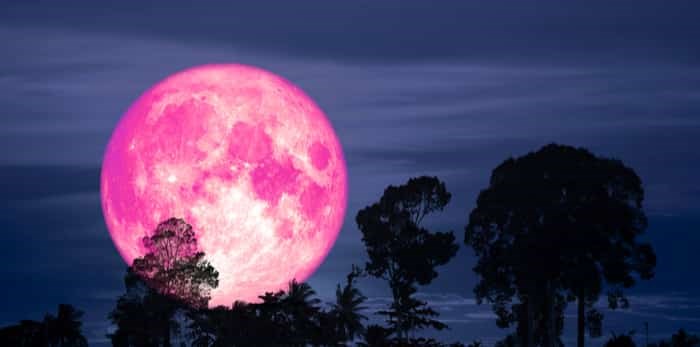  Pink moon with silhouette of a tree on night sky / Shutterstock