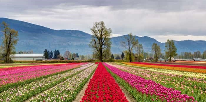  Panoramic view of colourful fields of tulips in Chilliwack / Shutterstock