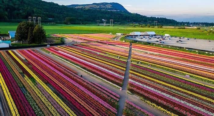  abbotsfordtulipfestival / 