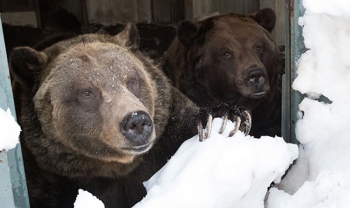  Grouse Mountain Refuge for Endangered Wildlife resident grizzly bears Grinder and Coola emerged from hibernation today following a 128-day winter dormancy. Photo courtesy Grouse Mountain.