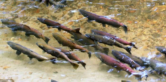  Salmon spawning / Shutterstock