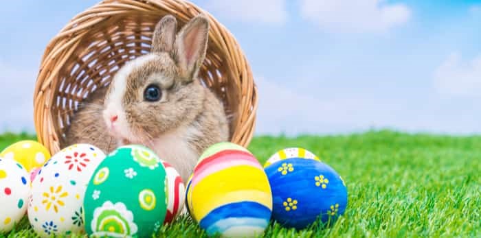  Bunny and eggs / Shutterstock