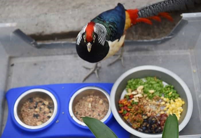  Breakfast time at Bloedel. The more than 150 free-flying birds feast on a smorgasbord including berries, grapes and bananas, peas and corn, greens and grains, and beetle larvae. Photo Dan Toulgeot