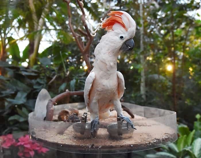  At home in the dome. Kramer, a moluccan cockatoo, is known as the conservatory's showman. Photo Dan Toulgoet