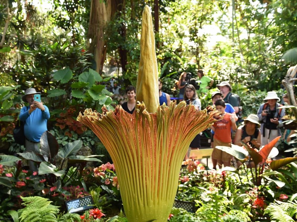  The infamous (and smelly) corpse flower, dubbed Uncle Fester, drew record crowds to Bloedel Conservatory in July 2018. Photo Dan Toulgoet