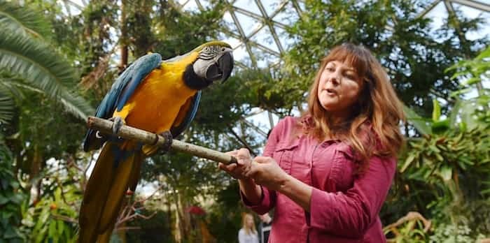  Manager Agnes Romses and Art, a blue and gold macaw, have much to squawk about as the Bloedel Conservatory turns half a century. Photo Dan Toulgoet