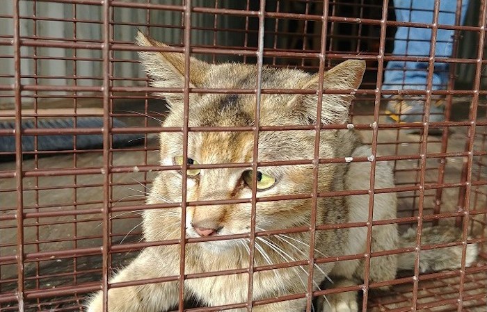  A cat has arrived at the North Cariboo District SPCA after being stuck in a shipping container for more than three weeks without water and food. (via North Cariboo District SPCA)