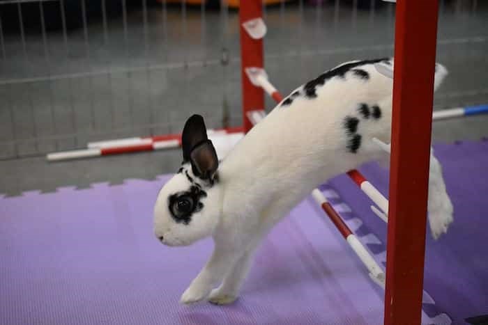  The Rabbit Festival will have bunny athletes performing in agility shows. Photo: Vancouver Rabbit Agility Club