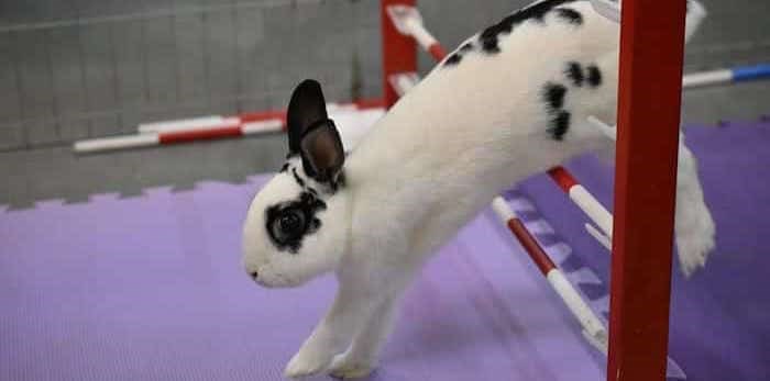  Vancouver Rabbit Agility Club