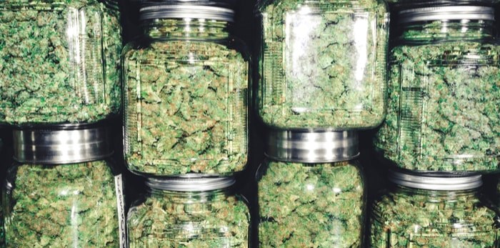  Cannabis buds in jars/Shutterstock
