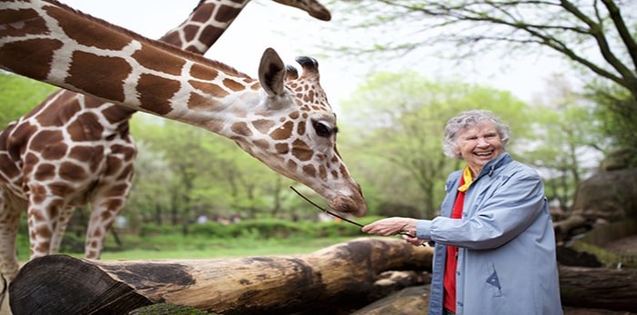  Anne Innis Dagg with a giraffe at Brookfield Zoo, Chicago. The trailblazing Canadian giraffologist is featured in the documentary The Woman Who Loves Giraffes, screening for Last Mondays at the Movies on April 29.Photograph By Elaisa Vargas, contributed