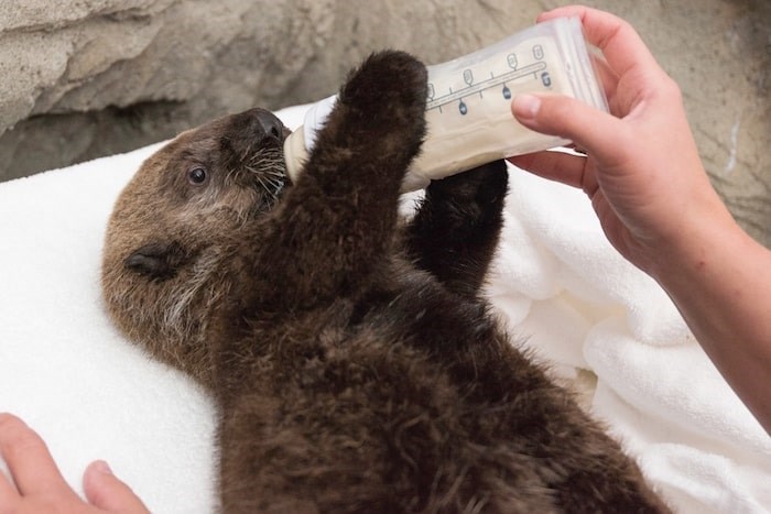  Rialto as a pup. Photo courtesy Vancouver Aquarium.