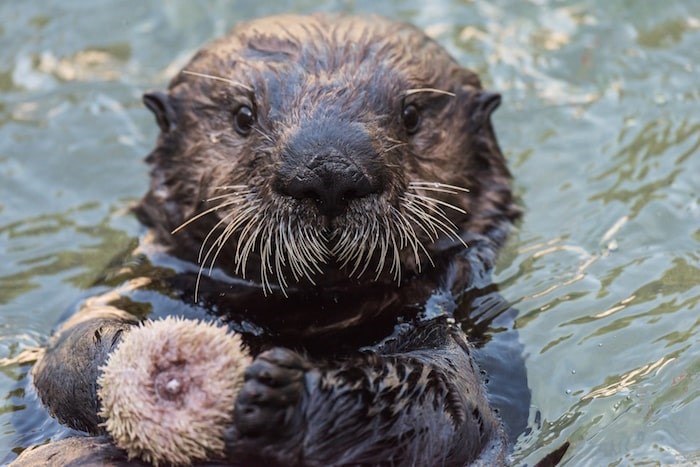  Rialto the sea otter, all grown up. Photo courtesy Vancouver Aquarium.