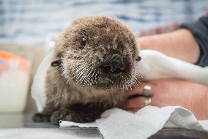  Rialto as a pup. Photo courtesy 鶹ýӳAquarium.