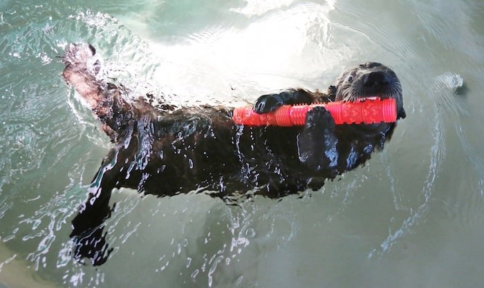  Rialto the rescued sea otter at the Seattle Aquarium is bigger, stronger, swimming on his back, diving and playing with his numerous toys. Photo by Alan Berner/The Seattle Times