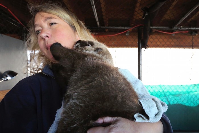  Rialto reaches out to touch Shawn Larson, Curator of Conservation Research and Animal Health Coordinator at the Seattle Aquarium on Wed. Sept 14, 2016. Photo by Alan Berner/The Seattle Times