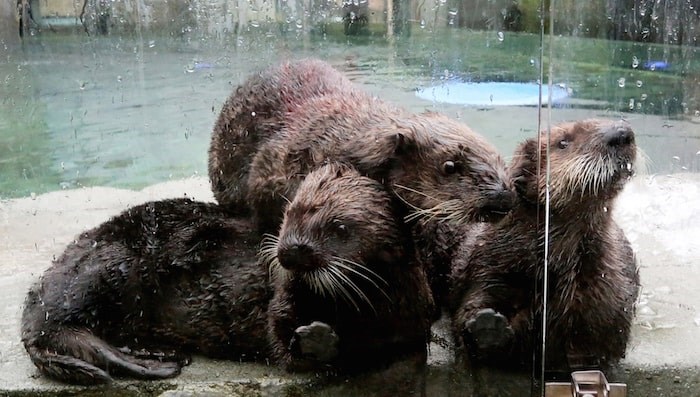  Sea otter pile at the Vancouver Aquarium with Rialto, right. Photo by Alan Berner/The Seattle Times