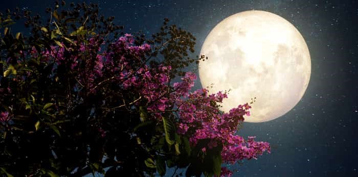  Full moon and flowers / Shutterstock