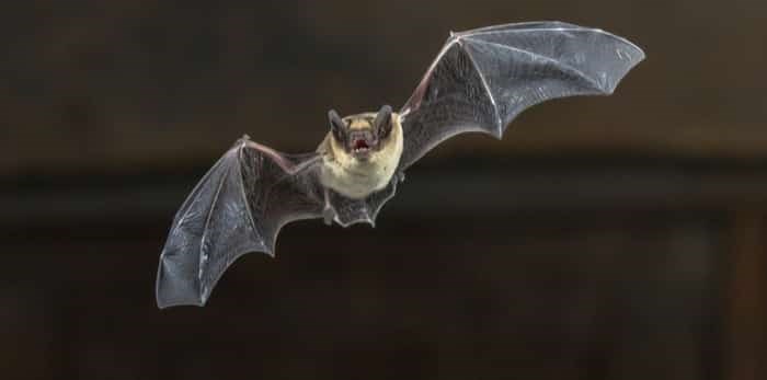  Pipistrelle bat flying in darkness / Shutterstock