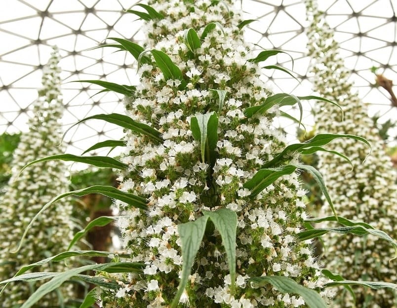  The rare tree echieum, or “Snow Tower” plant, produces white flowers on a flower spike, which can reach up to 15-feet high. Photo by Dan Toulgoet