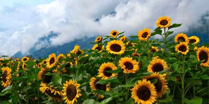  Sunflower fields in full bloom with hills and clouds in the background / Shutterstock