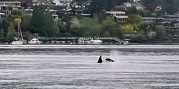  A pod of orcas passes through Deep Cove on Tuesday morning. photo supplied Dennis Thomas, Takaya Tours