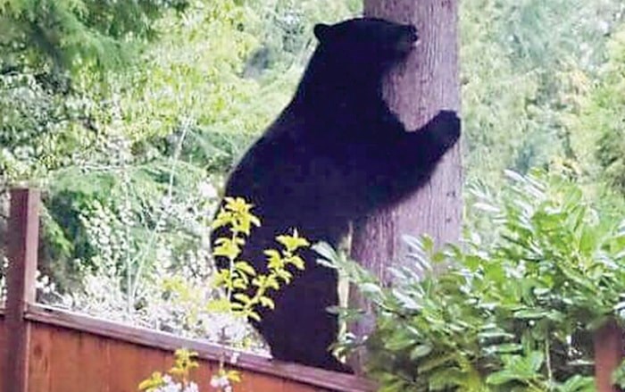  A 220-pound black bear climbs a tree in Lynn Valley. The bear has since been trapped and killed after it became habituated to eating garbage. Photo courtesy Jenny Brunhart