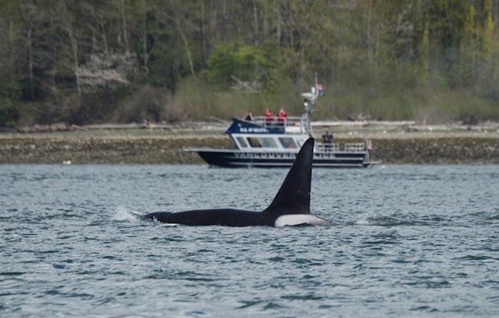  A Bigg's killer whale is shown in Vancouver in this recent handout photo. Several Bigg's killer whales have been hanging out in Vancouver Harbour, entertaining onlookers and feeding on seals, sea lions and other cetaceans. Dr. Lance Barrett-Lennard, the director of Marine Mammal Research at Ocean Wise, says the predators are discovering hotspots where they've found an abundance of harbour seals and Vancouver's harbour may be one of those areas. THE CANADIAN PRESS/HO - Ocean Wise