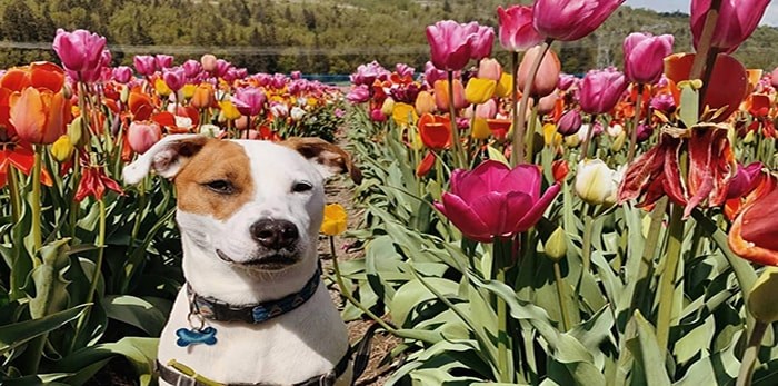  Daisy Mae enjoying the flowers.