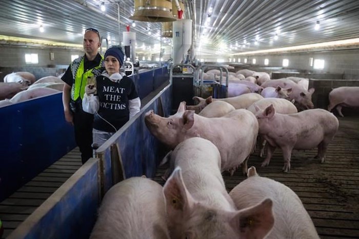  A police officer stands beside a protester broadcasting video to the internet as farmer Ray Binnendyk, not seen, gives a tour at Excelsior Hog Farm in Abbotsford, B.C., on Sunday April 28, 2019. Approximately 50 people occupied a barn and another 135 individuals protested on the rural road outside the farm after People for the Ethical Treatment of Animals released a video last week that it says shows dead piglets as well as fully grown pigs with growths and lacerations. THE CANADIAN PRESS/Darryl Dyck