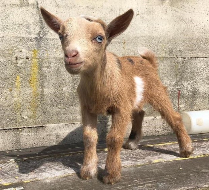  A 12-day-old male goat, seen in this undated handout photo, that the owners of Yellow Point Farms in Ladysmith, B.C., believe was stolen after a snuggle event on Saturday. THE CANADIAN PRESS/HO, Justin Dault