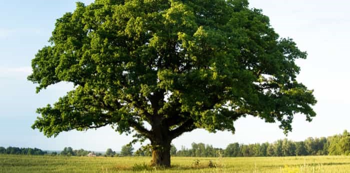  Lonely green oak tree in the field / Shutterstock