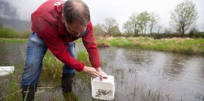  Vancouver Aquarium last week released 1,400 Oregon spotted frog tadpoles in the Fraser Valley. Photo courtesy Vancouver Aquarium