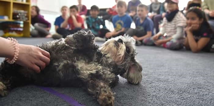  With the help of 12-year-old Leila, Vancouver animal lawyer Victoria Shroff teaches a program called “Paws of Empathy” to elementary school students across Metro Vancouver.