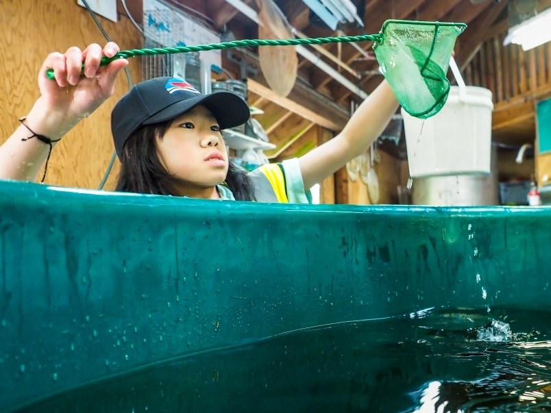  The Fingerling Festival is largely run by volunteers. Here, a young girl nets chum fry to hand out to expectant families. Photo by Stefan Labbé.