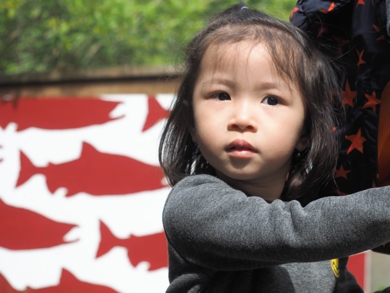  A young girl picks up her pail of chum fry from a volunteer at Noons Creek Hatchery on Saturday. Photo by Stefan Labbé.