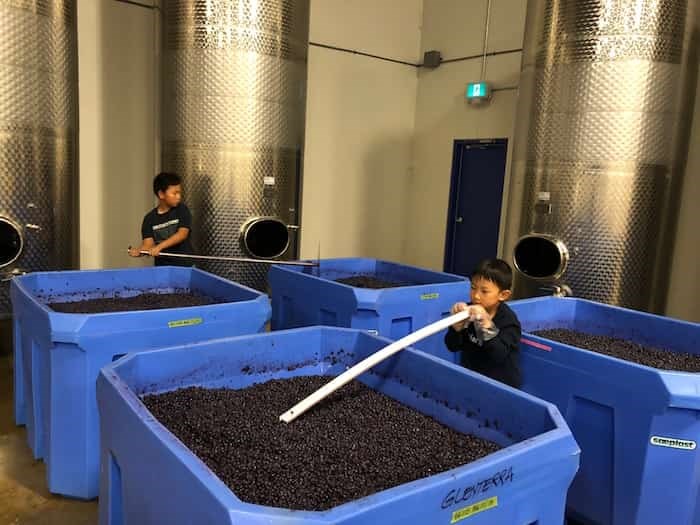  Richmond-based Fraser Sun Winery is a family-run business and owner Frank Shang says his sons have already started to learn some tricks of the winery trade. Photo: Submitted by Shang