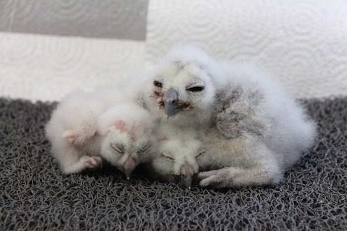 Northern spotted owl chicks are seen in this undated handout photo. Curious bird lovers can now get a glimpse of the youngest member of one of the most endangered creatures in Canada. A webcam has been set up above the nest of a pair of northern spotted owls, just days after a newly hatched chick was placed inside. THE CANADIAN PRESS/HO, Northern Spotted Owl Breeding Program