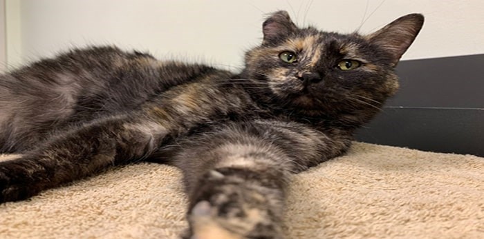 Sydney was found by a Good Samaritan and arrived at the BC SPCA heavily pregnant with an abscess on her paw.