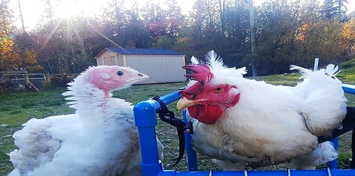  Gertie with her best friend Henry in his special chicken therapy chair. - Michelle Singleton / @homeforhooves instagram