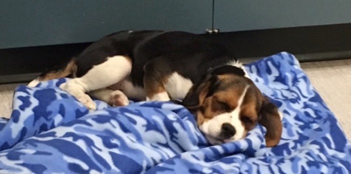  Cali, a 15-week-old beagle/spaniel cross, was reported stolen in Burnaby Friday and recovered in Osoyoos the same day, thanks to a Facebook post. Photo courtesy RCMP.