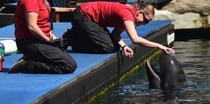  Vancouver Aquarium this week launched a civil suit against the City of Vancouver and Vancouver Park Board claiming the 2017 bylaw banning cetaceans was a breach of contract that has resulted in millions in financial losses. File photo Dan Toulgoet