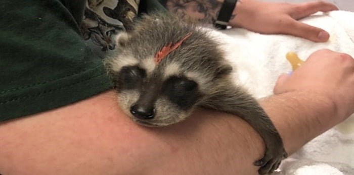  A baby raccoon at the CCWS centre. Photo: Critter Care Wildlife Society