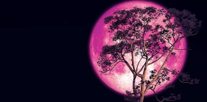  Strawberry moon / Shutterstock