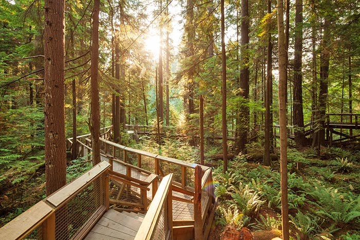  Nature's Edge Boardwalk at Capilano Suspension Bridge Park, Photo: Capilano Suspension Bridge